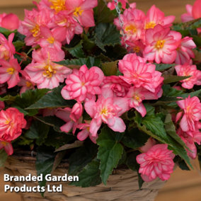 Begonia Nonstop Petticoat 30 Garden Ready Plants