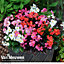 Begonia Organdy Mixed 24 Plug Plants