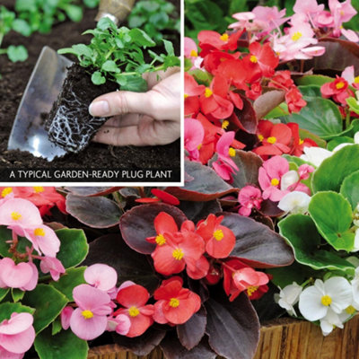 Begonia Organdy Mixed 24 Plug Plants