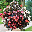 Begonia Organdy Mixed 36 Plug Plants