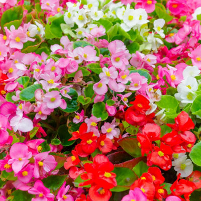 Begonia Organdy Mixed Flowering Outdoor Bedding Plug Plants Garden Ready 6 Pack