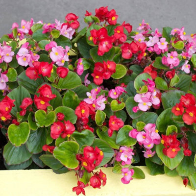 Begonia Organdy Mixed Flowering Outdoor Bedding Plug Plants Garden Ready 6 Pack