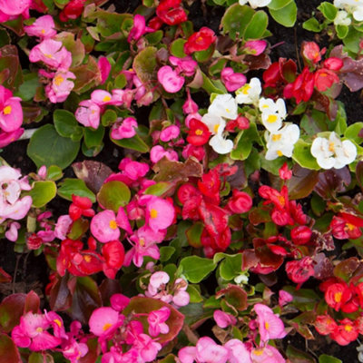 Begonia Organdy Mixed Flowering Outdoor Bedding Plug Plants Garden Ready 6 Pack - 3