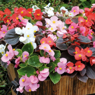 Begonia Organdy Mixed Flowering Outdoor Bedding Plug Plants Garden Ready 6 Pack - 4