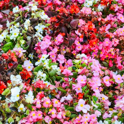 Begonia Organdy Mixed Flowering Outdoor Bedding Plug Plants Garden Ready 6 Pack - 5