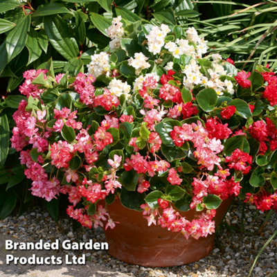 Begonia semperflorens Fairyland Mix Garden Ready 15 Tray x 1 (Peat Free)