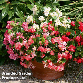 Begonia semperflorens Fairyland Mix Garden Ready - 30 Plants