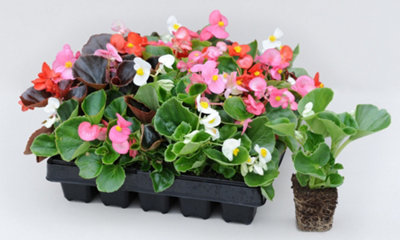 Begonia semperflorens Fairyland Mix Garden Ready - 30 Plants