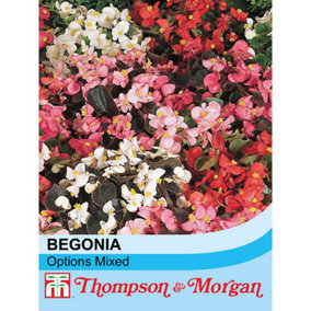 Begonia semperflorens Options Mixed 1 Seed Packet  (750 Seeds)