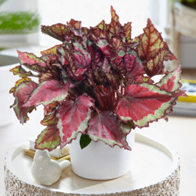 Begonia Spitfire - Stunning Red Blooms, Compact Indoor Houseplant (13cm, 20-30cm)