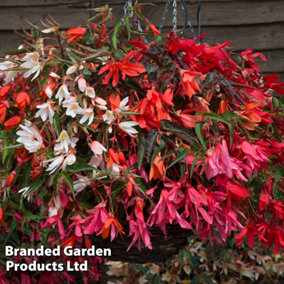 Begonia Starshine Mixed 30 Garden Ready Plants