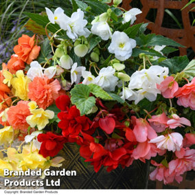 Begonia Sun Dancer Mixed 15 Garden Ready Plants