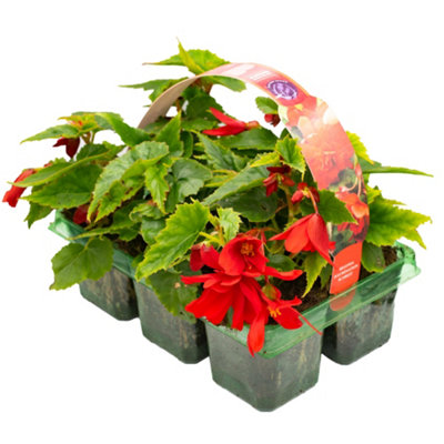 Begonia Trailing Scarlet Red Basket Plants: Deep Intensity, Trailing ...