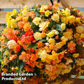 Begonia x tuberhybrida Apricot Shades Improved F1 Hybrid 72 Plug Plants