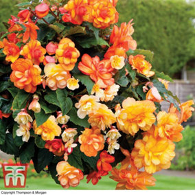 Begonia x tuberhybrida Apricot Shades Improved F1 Hybrid Preplanted Hanging Basket 25cm x 1
