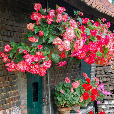 Belgian Giant Trailing Begonias x 10 Tubers