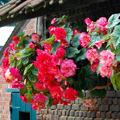 Belgian Giant Trailing Begonias x 10 Tubers