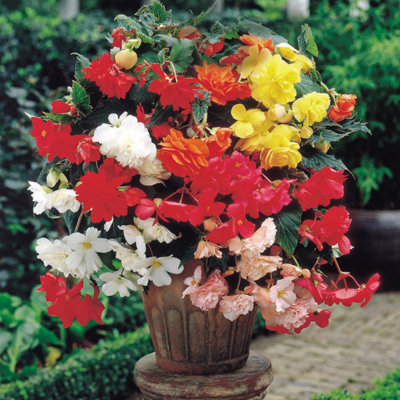 Belgian Giant Trailing Begonias x 10 Tubers