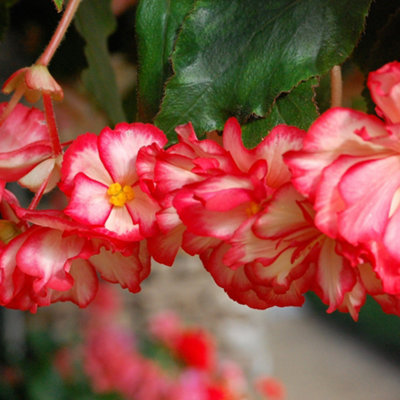 Belgian Giant Trailing Begonias x 10 Tubers