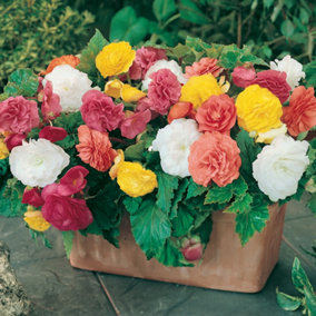 Belgian Upright Giant Begonias x 10 Tubers