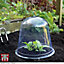 Bell Cloche Garden Protection for Young Plants Weatherproof Plastic Protects Alpine & Perennial Plants from Rotting and Pests x5