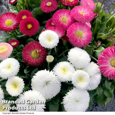 Bellis Bellisima Mixed Garden Ready - 15 Plants