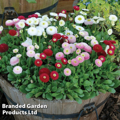 Bellis Bellisima Mixed Garden Ready - 15 Plants