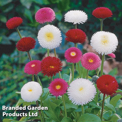 Bellis Bellisima Mixed Garden Ready - 15 Plants - 3