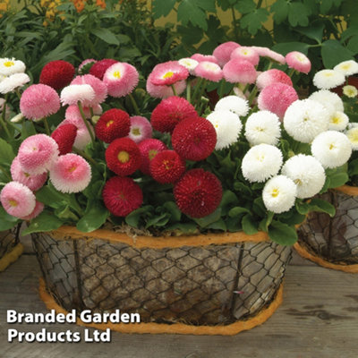 Bellis Bellisima Mixed Garden Ready - 15 Plants - 4