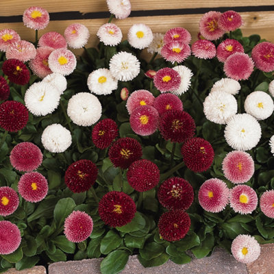 Bellis Bellissima Mixed Bedding Plants - Vibrant Blooms (6 Pack)