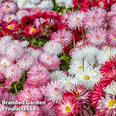 Bellis Giant-Flowered Mixed 30 Garden Ready Plants