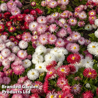 Bellis Giant-Flowered Mixed 30 Garden Ready Plants