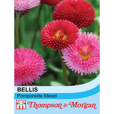 Bellis Perennis Pomponette Mixed 1 Seed Packet