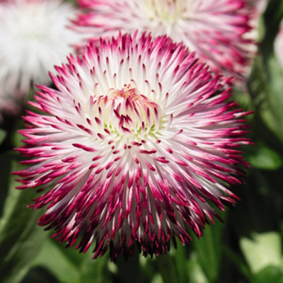 Bellis Pomponette Bicolour Frilly Mix - 24 Plants - 3