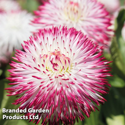 Bellis Pomponette Bicolour Frilly Mix - 24 Plants - 4