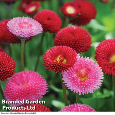 Bellis Pomponette Bicolour Frilly Mix - 48 Plants