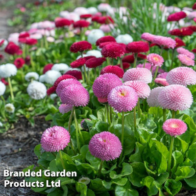 Bellis Pomponette Bicolour Frilly Mix - 48 Plants
