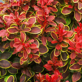 Berberis Admiration Garden Shrub - Compact Size, Colorful Foliage (20-30cm Height Including Pot)