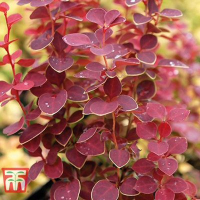 Berberis Chiquita 9cm Potted Plant x 1