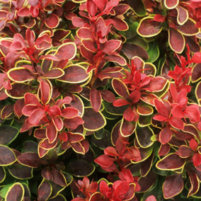 Berberis Chiquita - Outdoor Flowering Shrub, Ideal for UK Gardens, Compact Size (15-30cm Height Including Pot)