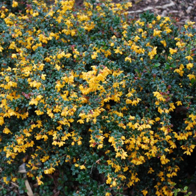 Berberis Compacta - Compact Shrub, Vibrant Orange Flowers (20-30cm Height Including Pot)