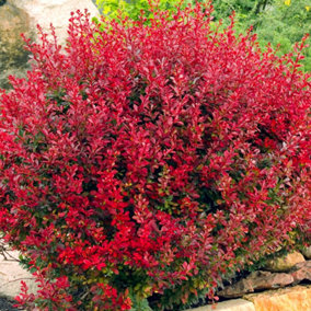 Berberis Lutin Rouge - Compact Shrub, Vibrant Red Foliage (20-30cm Height Including Pot)