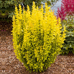 Berberis Maria Garden Shrub - Compact Size and Colorful Foliage, Low Maintenance (20-30cm Height Including Pot)