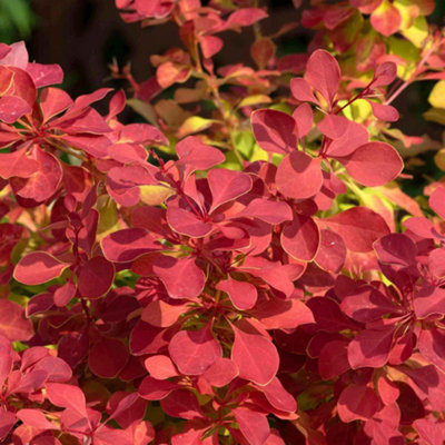 Berberis 'Orange Ice' Compact Upright Barberry Shrub with Orange-to ...