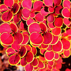Berberis Orange Sunrise Garden Shrub - Compact Size, Vibrant Foliage (15-25cm Height Including Pot)