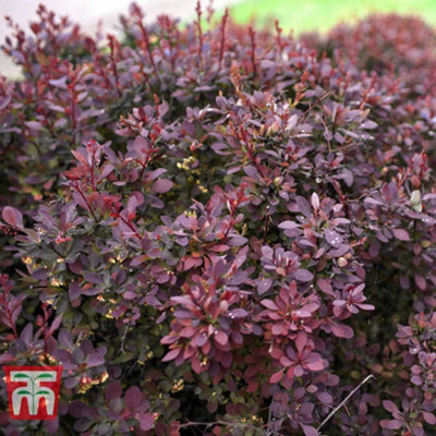 Berberis thunbergii Darts Red Lady 9cm Pot x 1