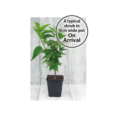 Berberis thunbergii Darts Red Lady 9cm Pot x 1 - 3