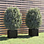 Berkfield Garden Planters 2 pcs Black 40x40x40 cm Solid Pinewood