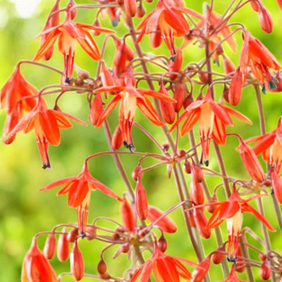 Bessera Elegans Coral Drops 10 x Summer Bulbs - Bright Seasonal Plants ...