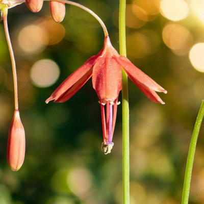 Bessera Elegans Coral Drops 10 x Summer Bulbs - Bright Seasonal Plants ...